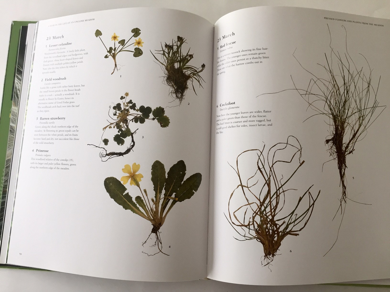 A Year in the Life of an English Meadow, photographs of pressed plants